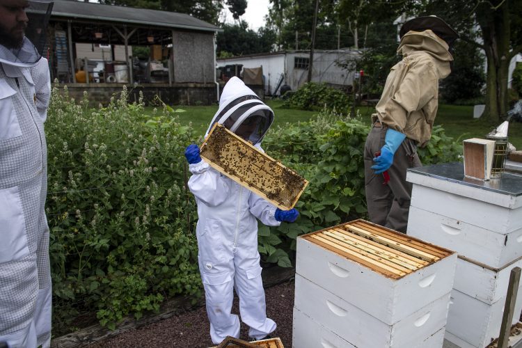 7yearold Pennsylvania beekeeper has hive with 50,000 bees News